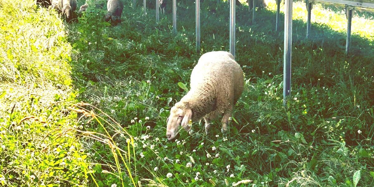 IMG-20240703-WA0001-antique